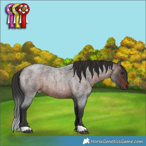 Horse Color:Brown Roan