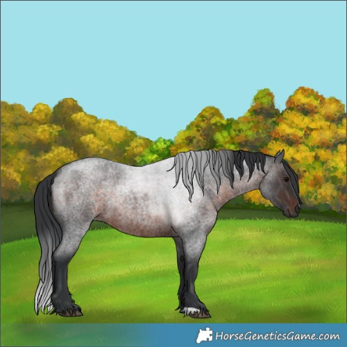 Horse Color:Brown Roan 