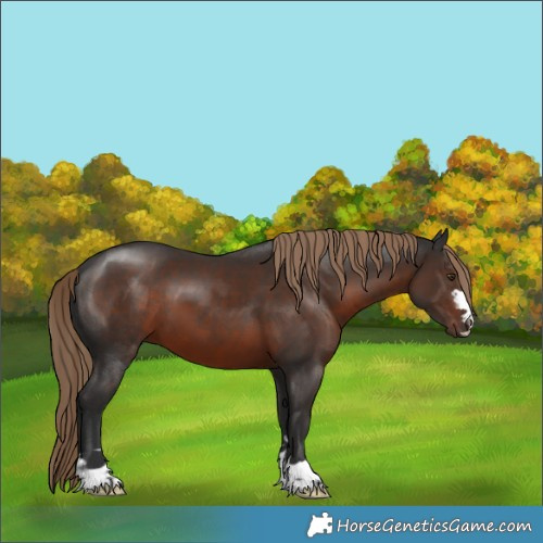 Horse Color:Liver Chestnut 