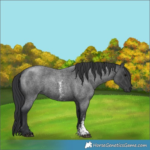 Horse Color:Blue Roan Sabino 