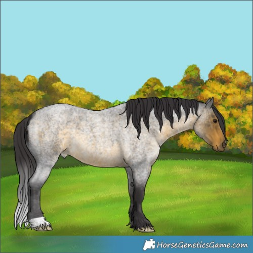 Horse Color:Buckskin Roan 