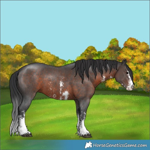 Horse Color:Brown Sabino 