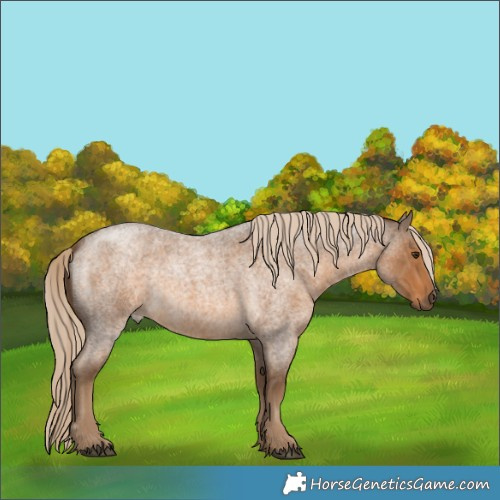 Horse Color:Chocolate Palomino Roan 