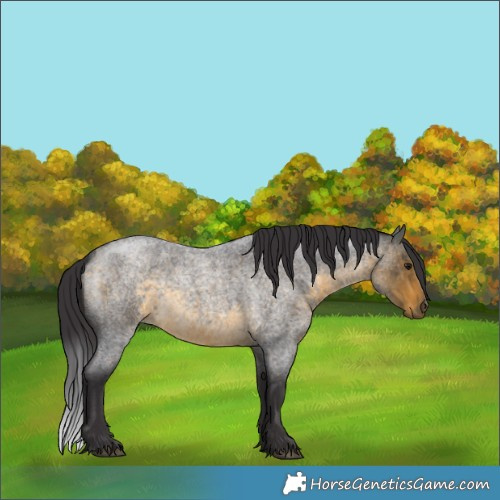Horse Color:Buckskin Roan 
