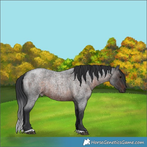 Horse Color:Brown Roan 