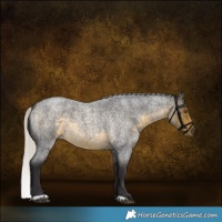 Horse Color:Silver Buckskin Roan