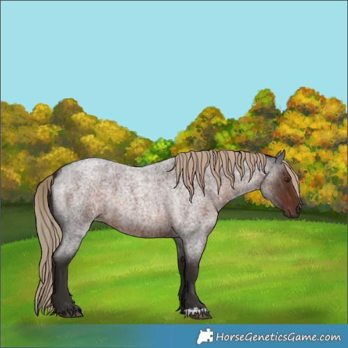 Horse Color:Liver Red Roan 