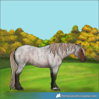 Horse Color:Liver Red Roan 