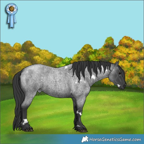 Horse Color:White Spotted Blue Roan 