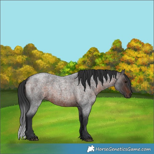 Horse Color:Brown Roan 