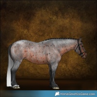 Horse Color:Brown Roan