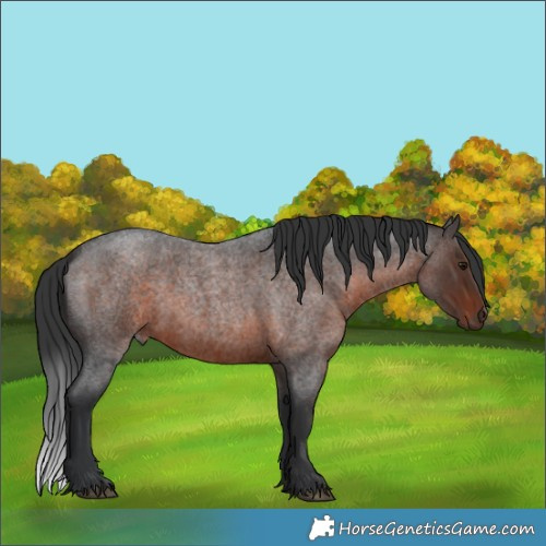 Horse Color:Brown Roan 
