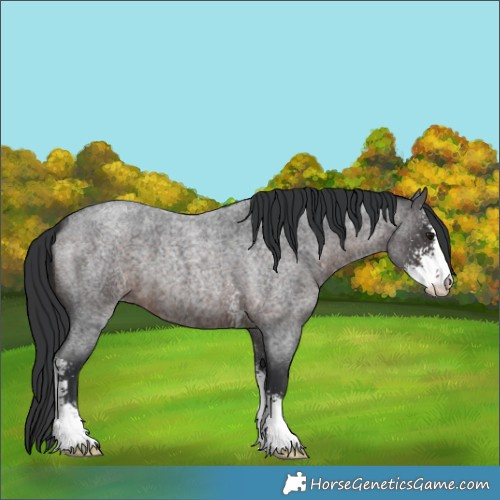 Horse Color:Brown Roan Sabino 