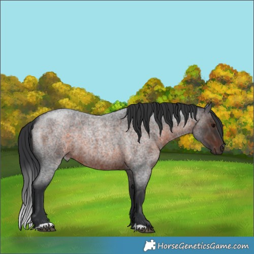 Horse Color:Brown Roan 