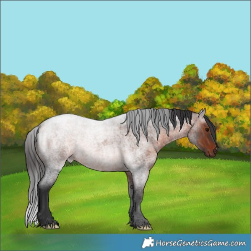 Horse Color:Brown Roan 