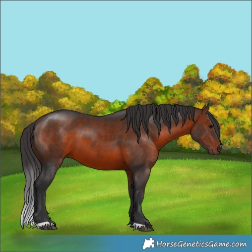 Horse Color:Brown 
