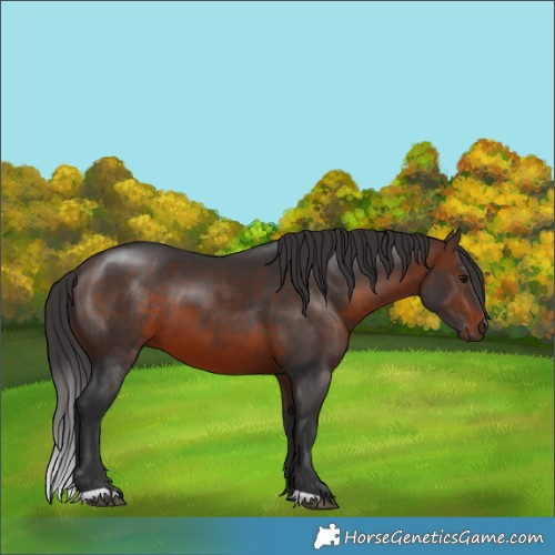 Horse Color:Brown 