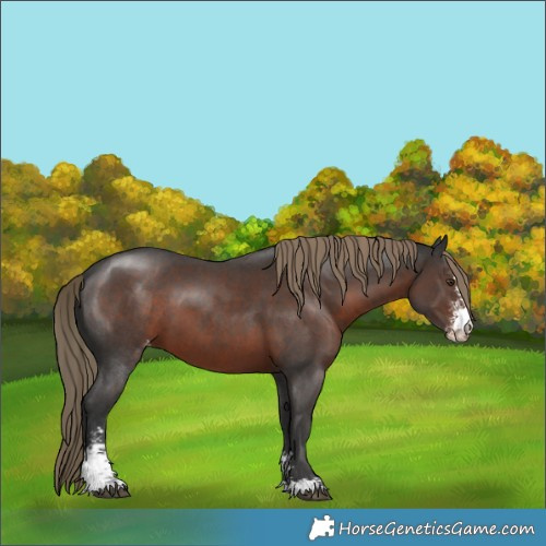 Horse Color:Liver Chestnut Sabino Varnish 