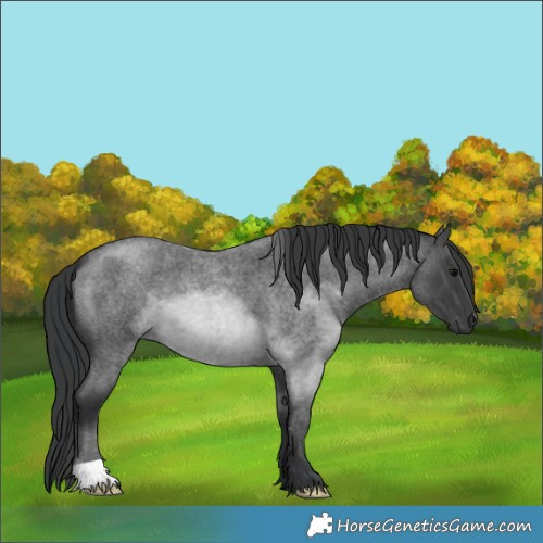 Horse Color:Blue Roan 
