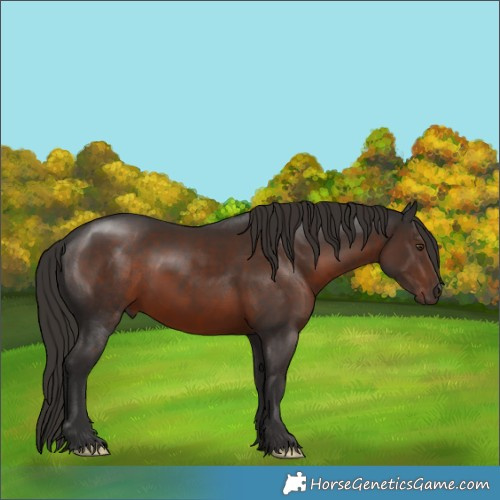 Horse Color:Liver Chestnut 