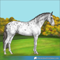 Horse Color:White Spotted Smoky Blue Roan Appaloosa