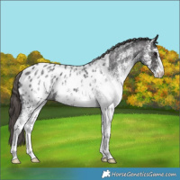 Horse Color:White Spotted Smoky Blue Roan Appaloosa 