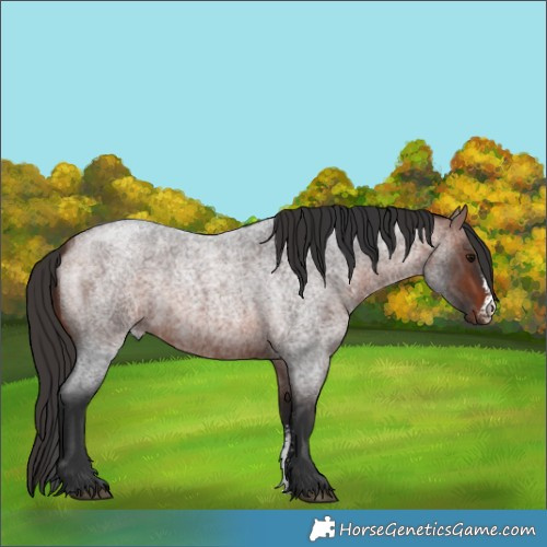 Horse Color:Bay Roan Sabino 