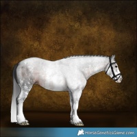 Horse Color:Brown Roan Sabino 