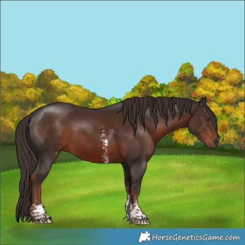 Horse Color:Liver Chestnut Sabino 