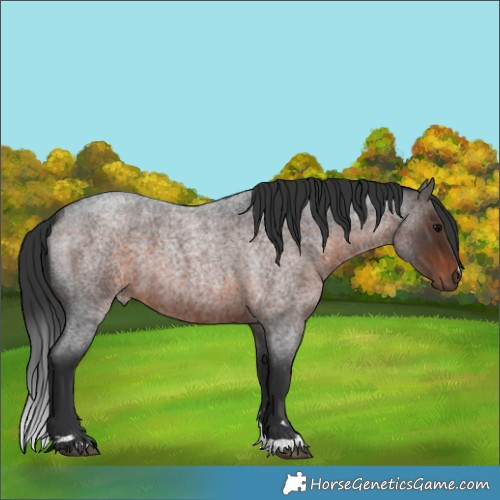 Horse Color:Brown Roan 