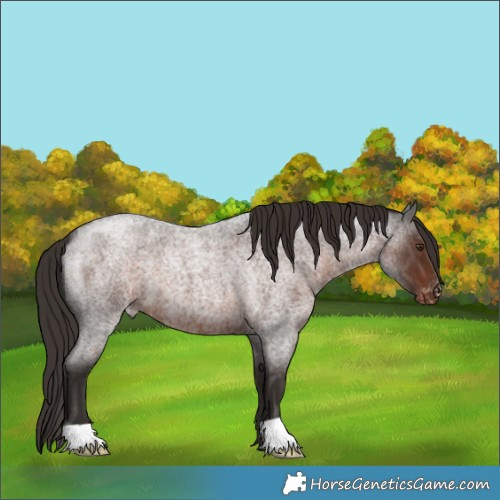 Horse Color:Liver Red Roan Appaloosa 