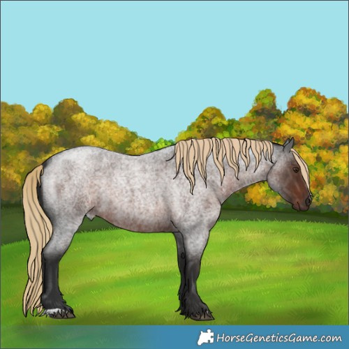 Horse Color:Liver Red Roan 