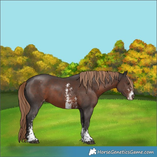 Horse Color:Liver Chestnut Sabino Varnish 