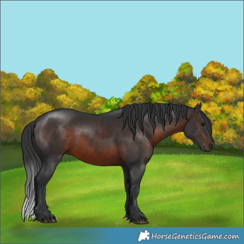 Horse Color:Brown 