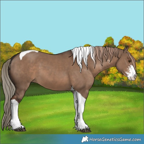Horse Color:Liver Red Dun Sabino Tobiano 