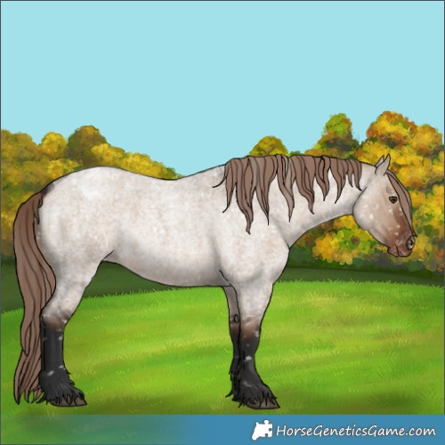 Horse Color:Liver Red Dun Roan Appaloosa Rabicano 