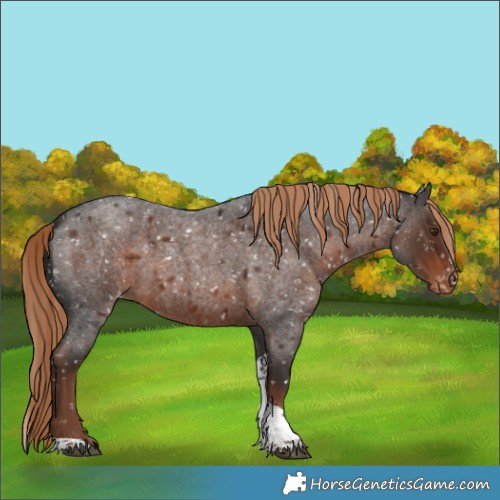 Horse Color:Liver Red Roan Tobiano Snowflake Varnish 