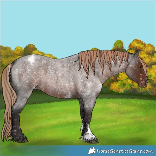 Horse Color:Liver Red Roan Sabino Appaloosa Rabicano