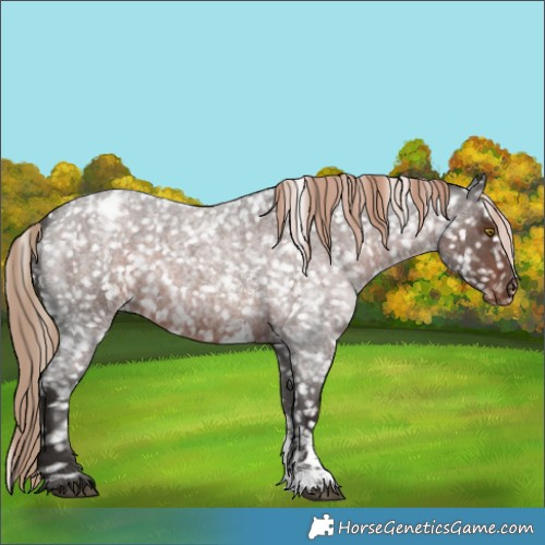Horse Color:Liver Red Roan Sabino Appaloosa Rabicano 