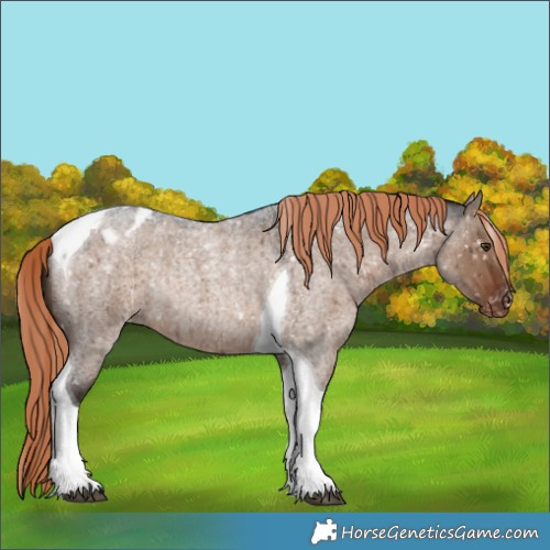 Horse Color:Liver Red Dun Roan Tobiano Blanket Rabicano Brindle 