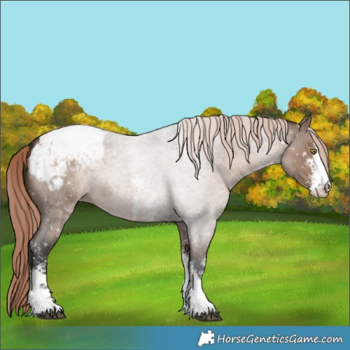 Horse Color:Liver Red Dun Roan Sabino Appaloosa 