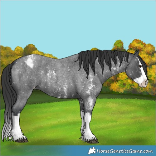 Horse Color:Blue Roan Sabino Splash Appaloosa 