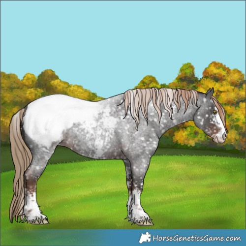 Horse Color:Liver Red Roan Sabino Appaloosa Rabicano