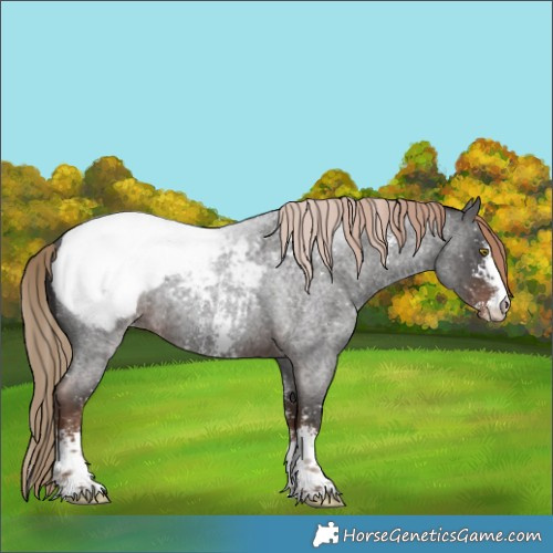 Horse Color:Liver Red Roan Sabino Appaloosa Rabicano 