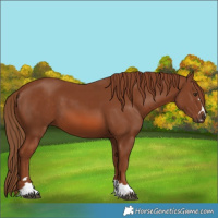 Horse Color:Chestnut 