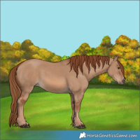 Horse Color:Red Dun 