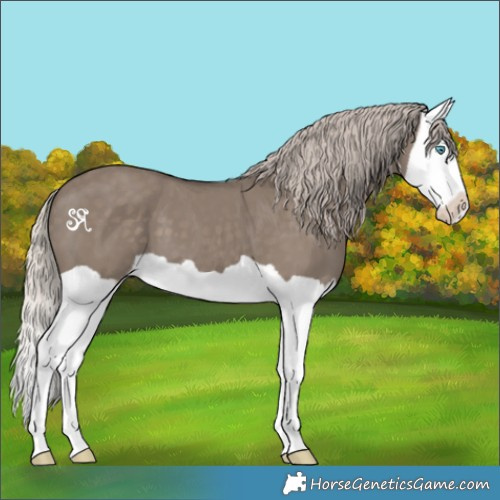Horse Color:Silver Grullo Splash