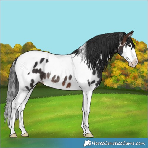Horse Color:Brown Splash Tobiano Appaloosa Rabicano 