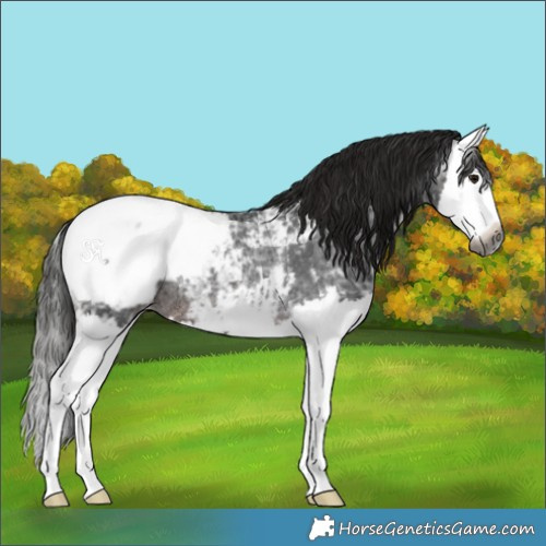 Horse Color:Gray Brown Ice Splash Appaloosa Rabicano 