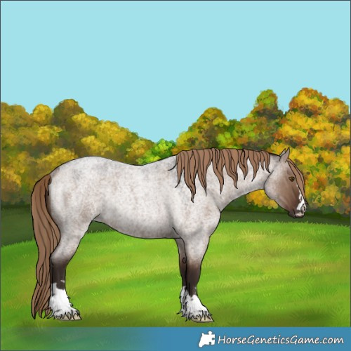 Horse Color:Liver Red Dun Roan Rabicano 
